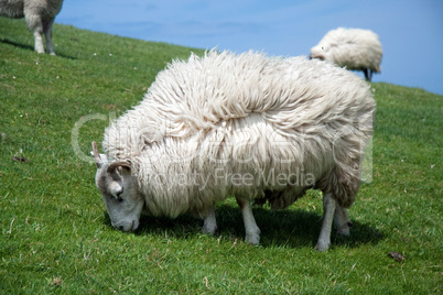 Schafe in Irland