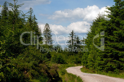 Einsamer Waldweg