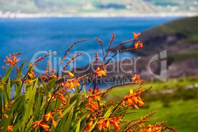 Wildblumen an Irlands Küste