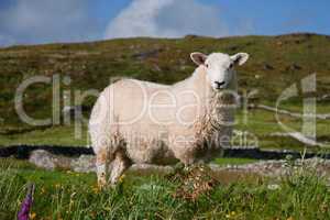 Einsames Schaf