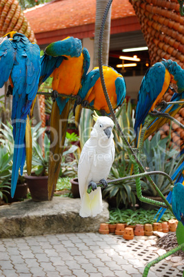 White parrot in Nong Nooch tropical garden  Pattaya, Thailand