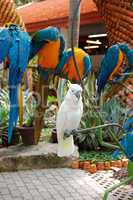 White parrot in Nong Nooch tropical garden  Pattaya, Thailand