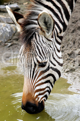 Zebra