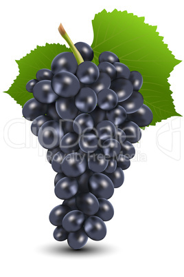 bunch of black grapes