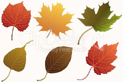 different maple leaves