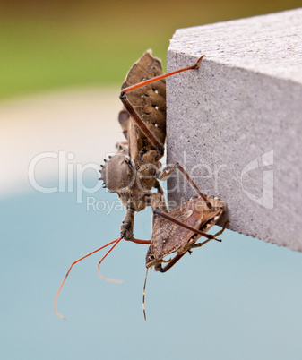 Assassin bug kills Shield bug