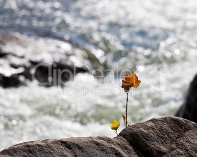 Brown maple seedling by river