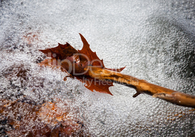 Autumn leaf in swirling river