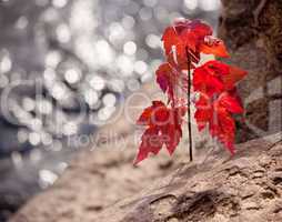 Red maple seedling by river