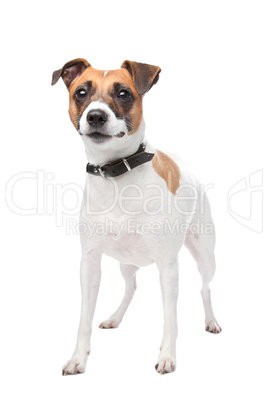 Jack russell terrier