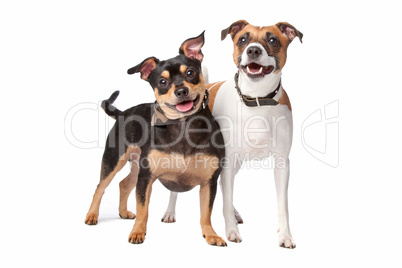 mixed breed dog mixed breed dog