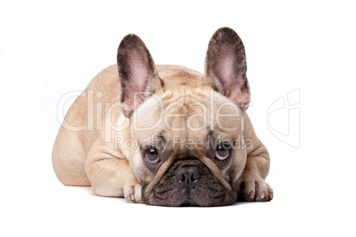 french bulldog