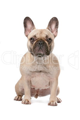 french bulldog