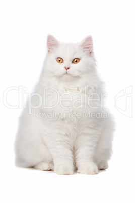 White cat with yellow eyes