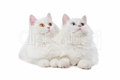 two White cats with blue and yellow eyes