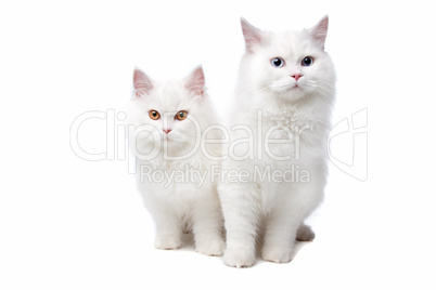 two White cats with blue and yellow eyes