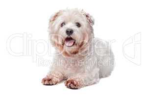 West Highland White Terrier