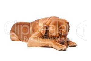 Dogue de Bordeaux (French mastiff)
