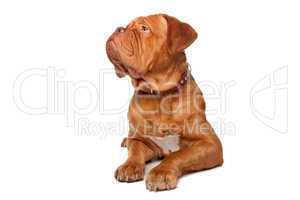 Dogue de Bordeaux (French mastiff)
