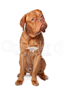 Dogue de Bordeaux (French mastiff)