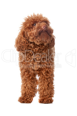 Brown toy poodle