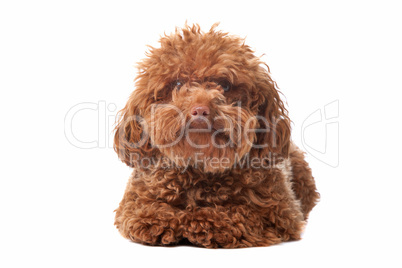 Brown toy poodle