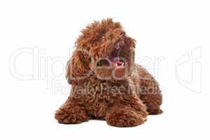 Brown toy poodle