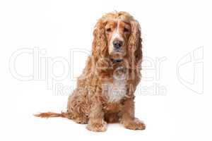 old Cocker Spaniel