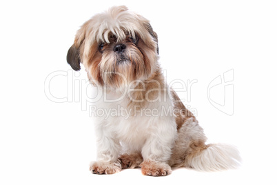 Shih Tzu