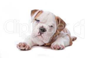 English Bulldog puppy lying down