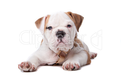 English Bulldog puppy lying down