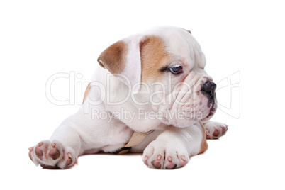 English Bulldog puppy lying down