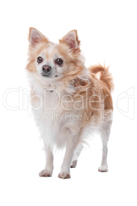 chihuahua dog