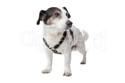 jack russel terrier