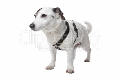 jack russel terrier