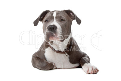 american staffordshire bull terrier