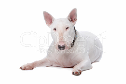 Bull terrier