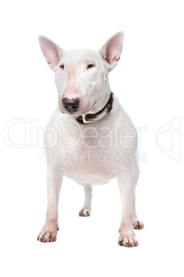 Bull terrier