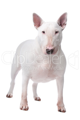 Bull terrier