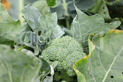 broccoli 1