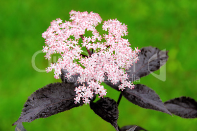 Holunder Blüte - elder flower 22