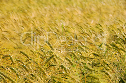 Roggenfeld - rye field 06