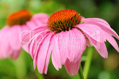 Sonnenhut Purpur - Purple Coneflower 42