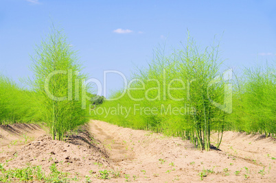 Spargelfeld - asparagus field 20