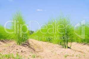 Spargelfeld - asparagus field 20