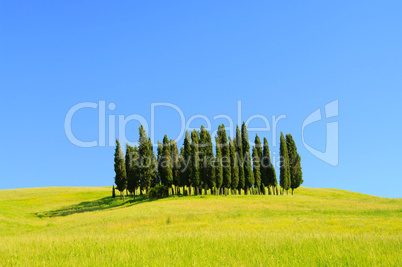 Toskana Wald - Tuscany forest 01 Toskana Wald - Tuscany forest 01