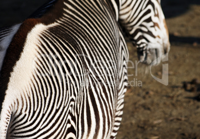 Zebra