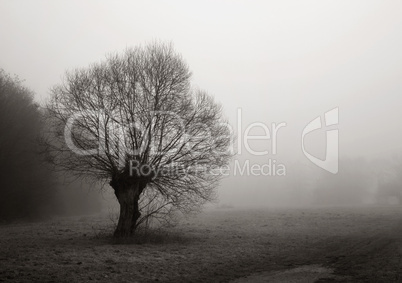 Weide im Herbstnebel