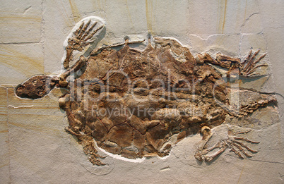 Fossile Schildkröte