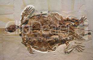 Fossile Schildkröte